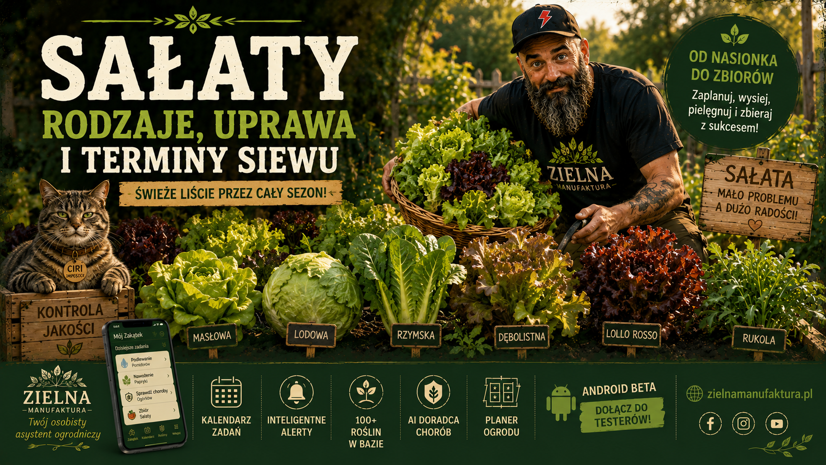 Sałaty wszystkich typów — który wybrać i jak uprawiać