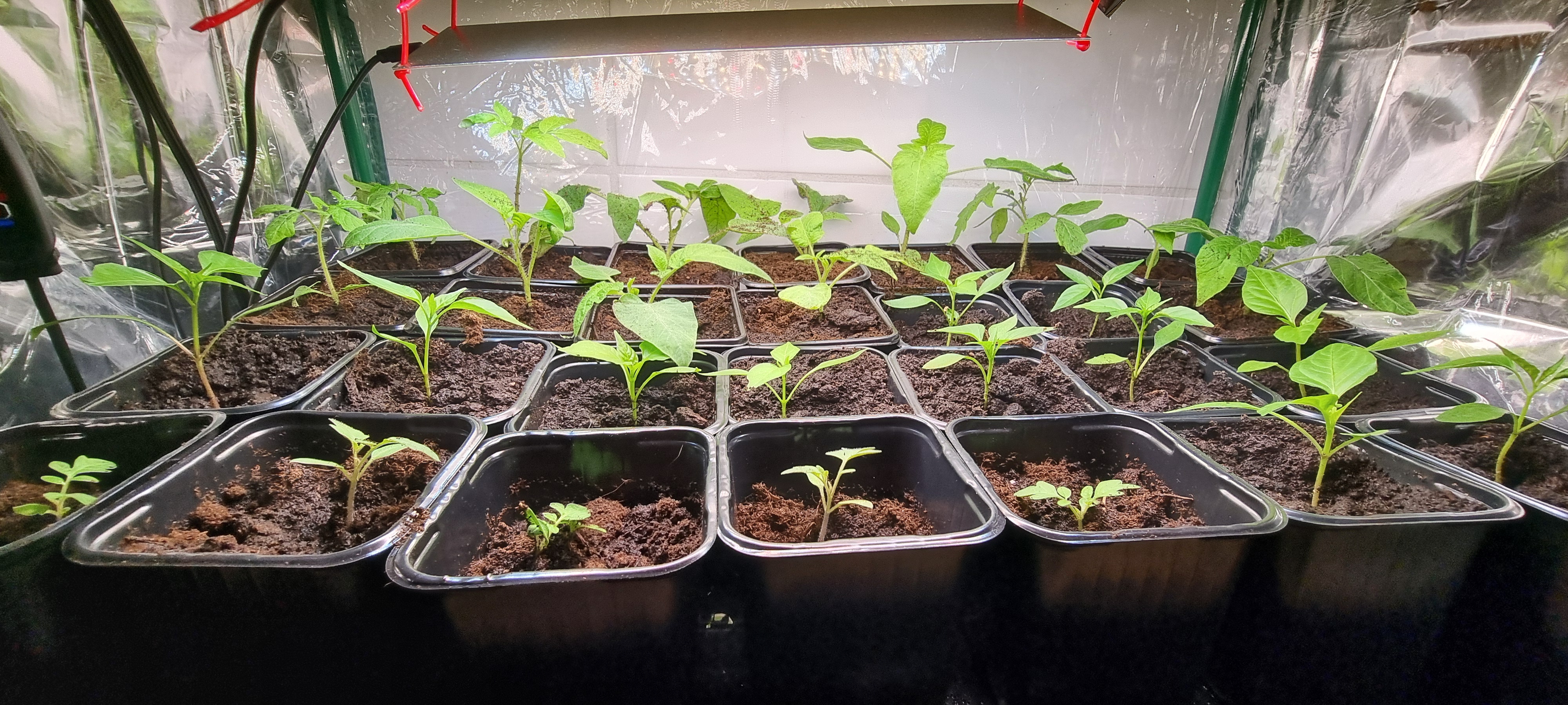 Przesiedlenie papryki