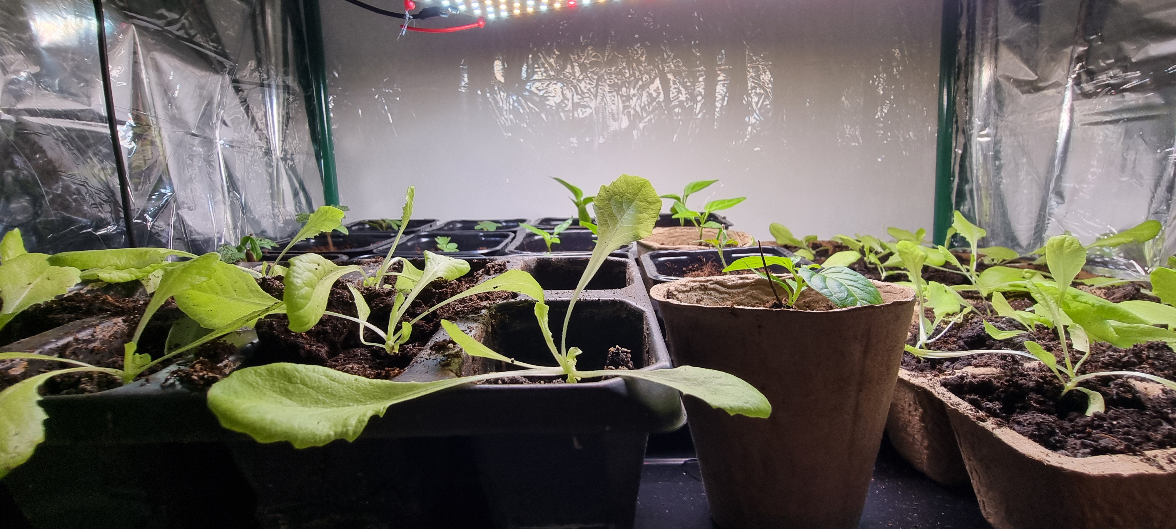 Michalina przeniesiona :)