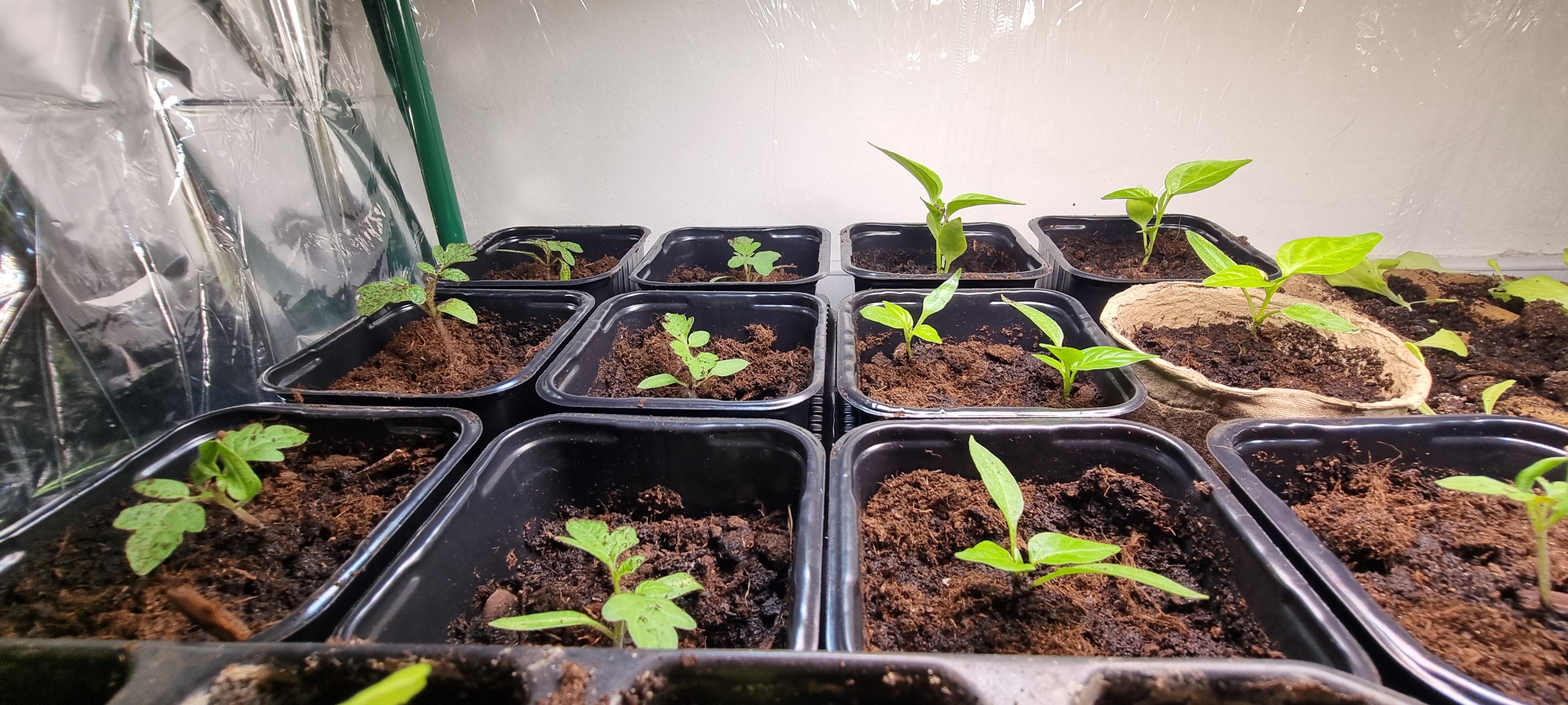 Pikowanie pomidorków