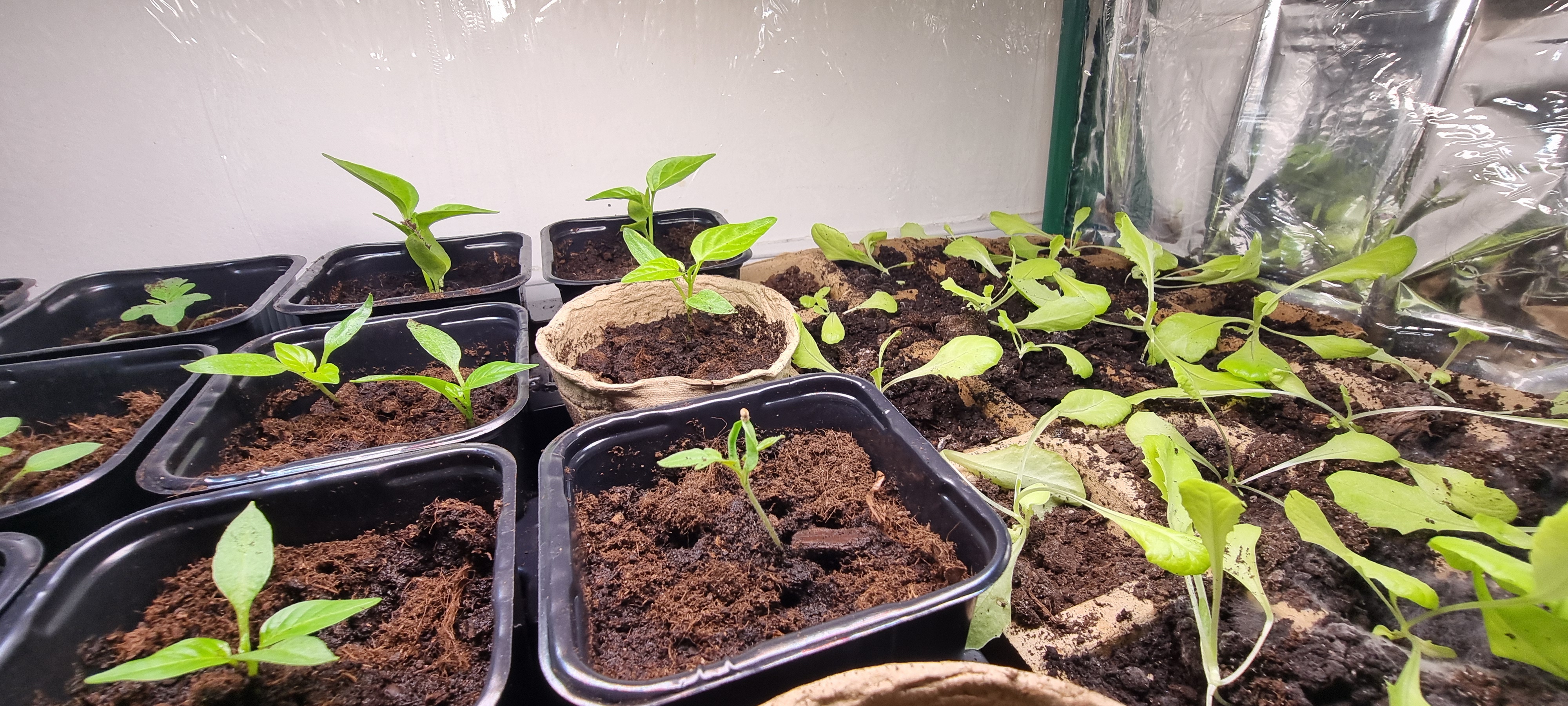 Przesiedlenie papryki