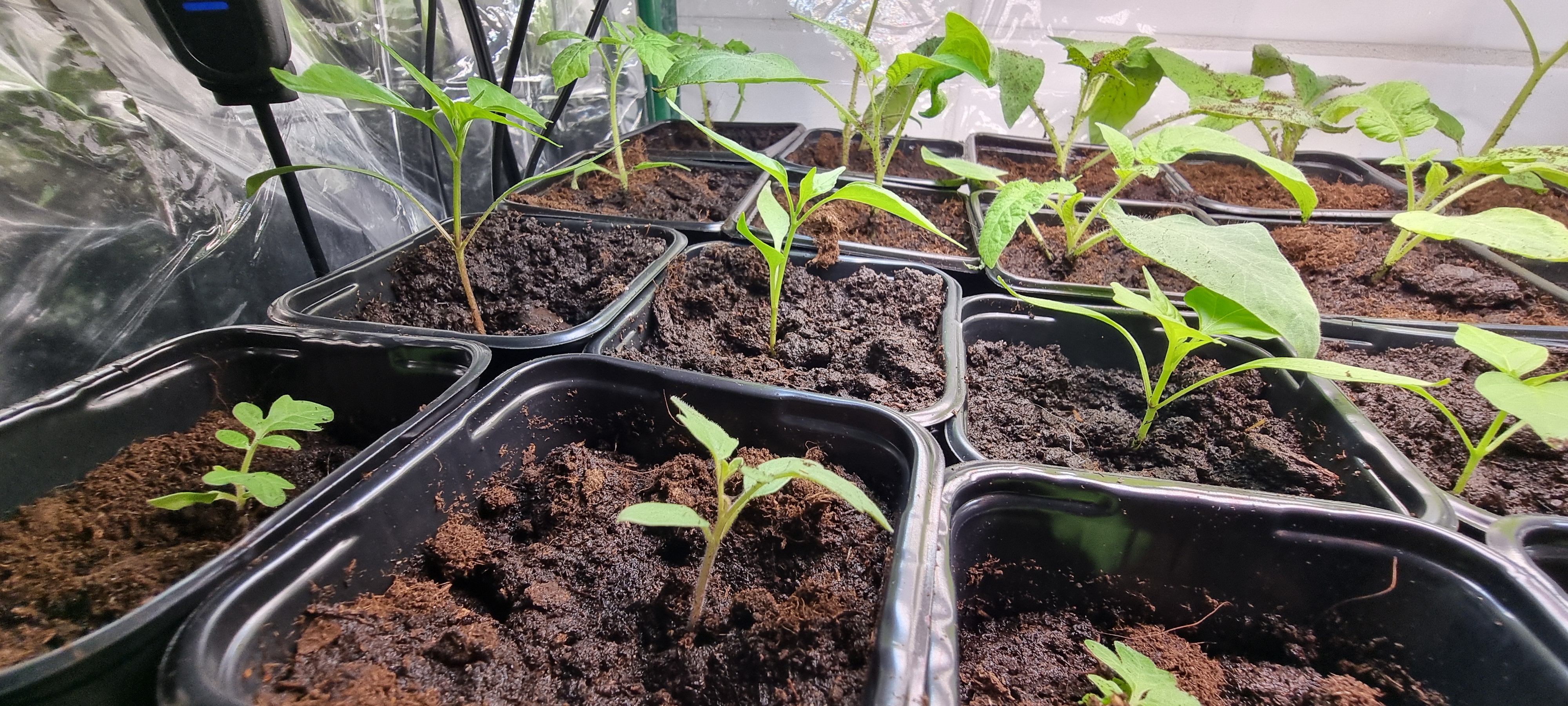 Przesiedlenie papryki