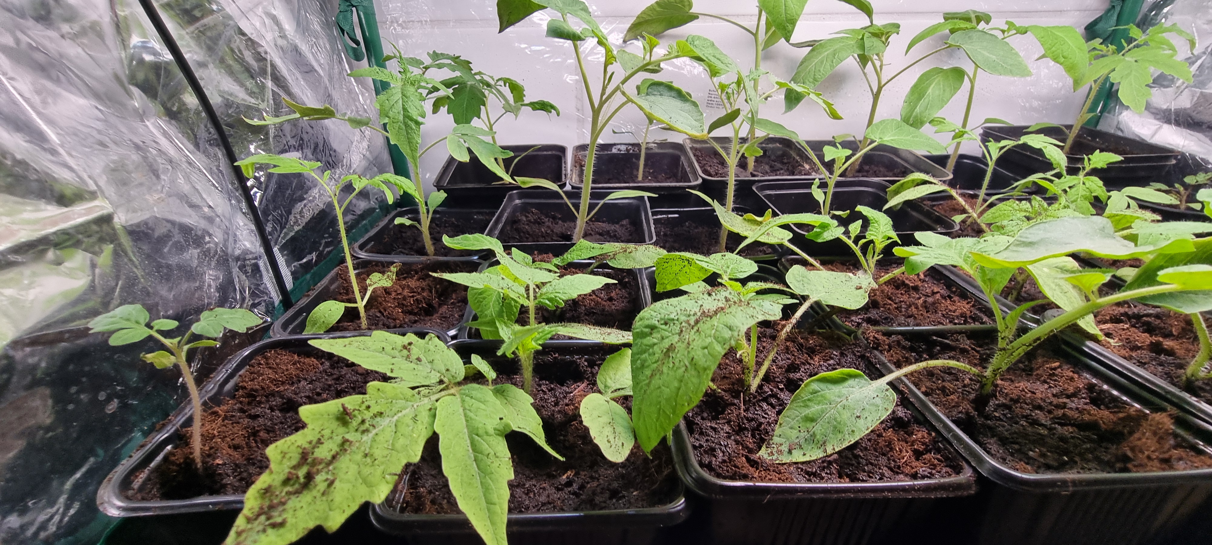 Pikowanie pomidorków