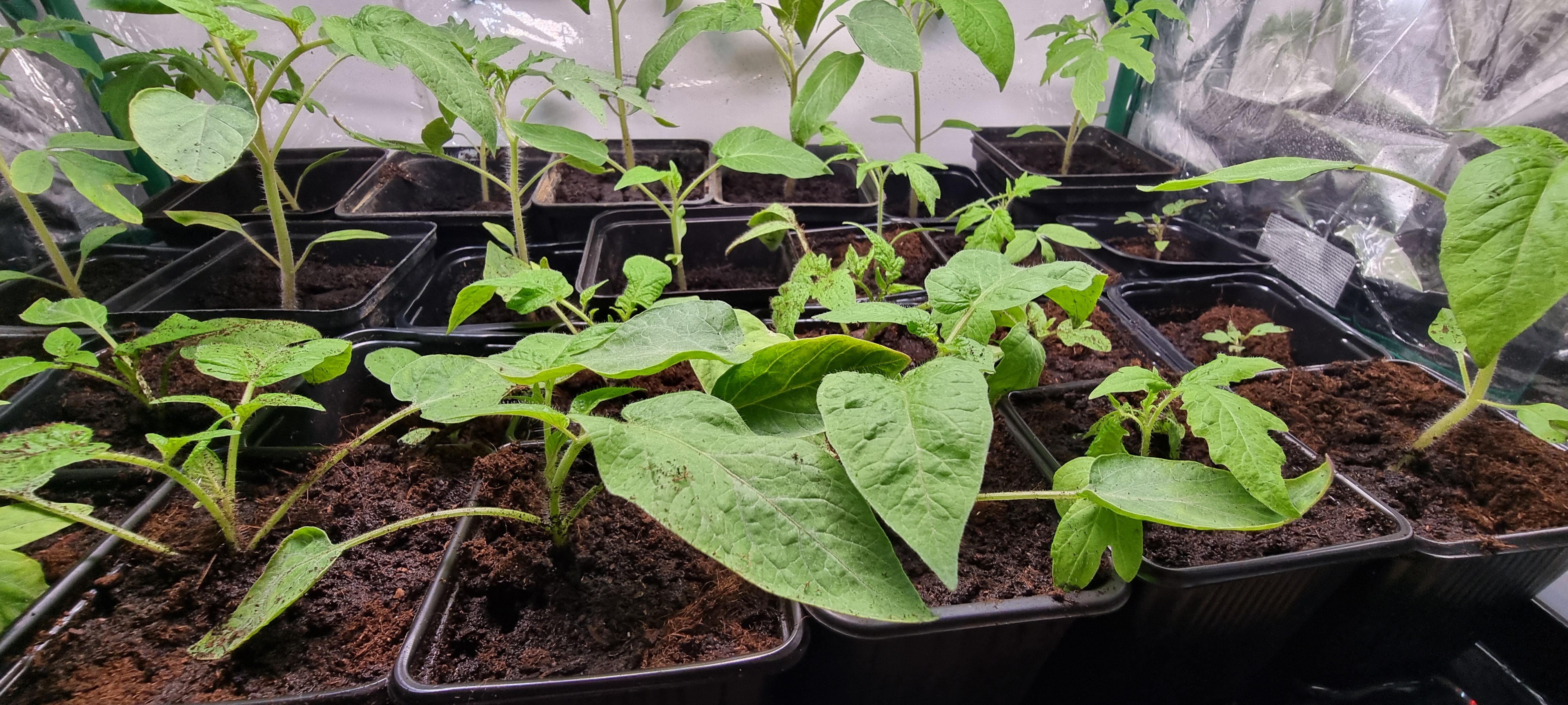 Pikowanie pomidorków