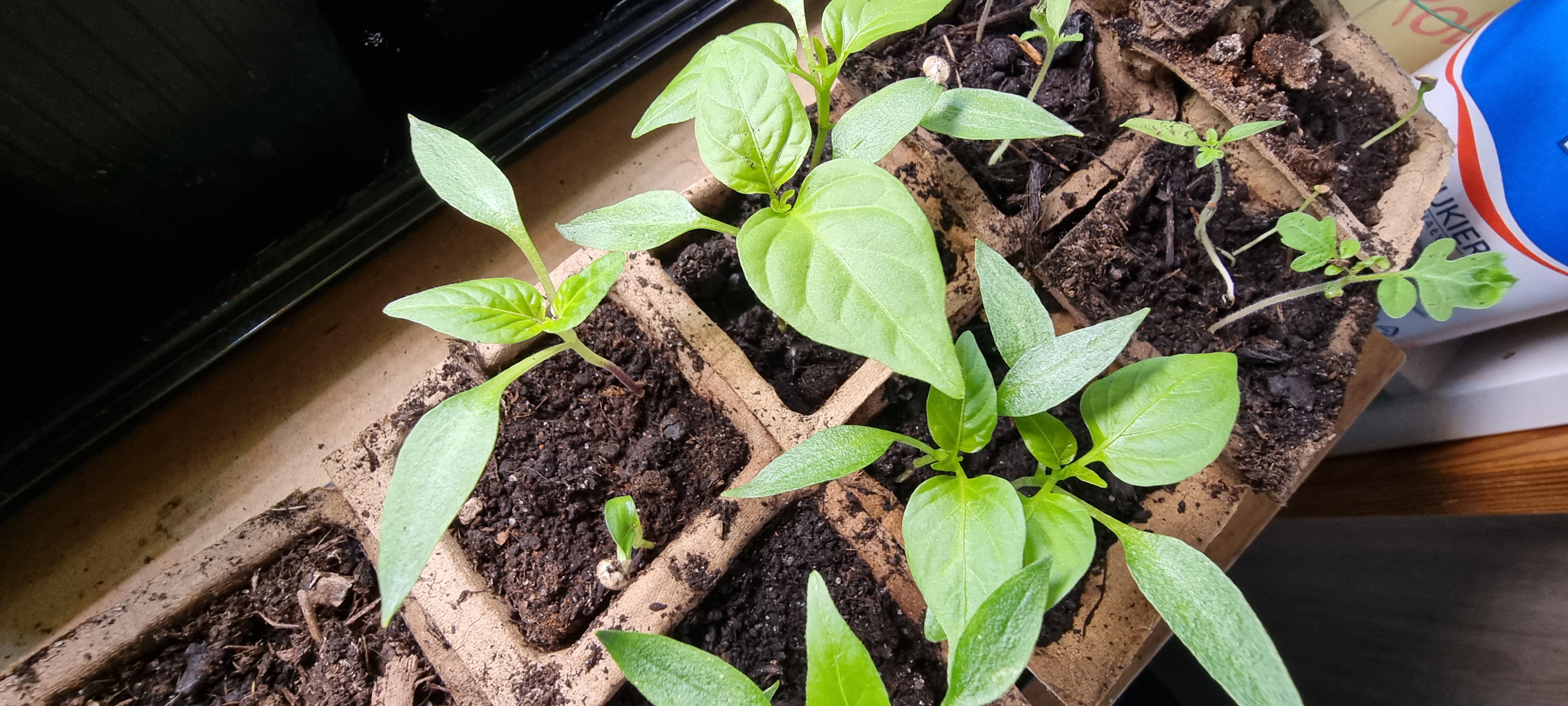 Przesiedlenie papryki