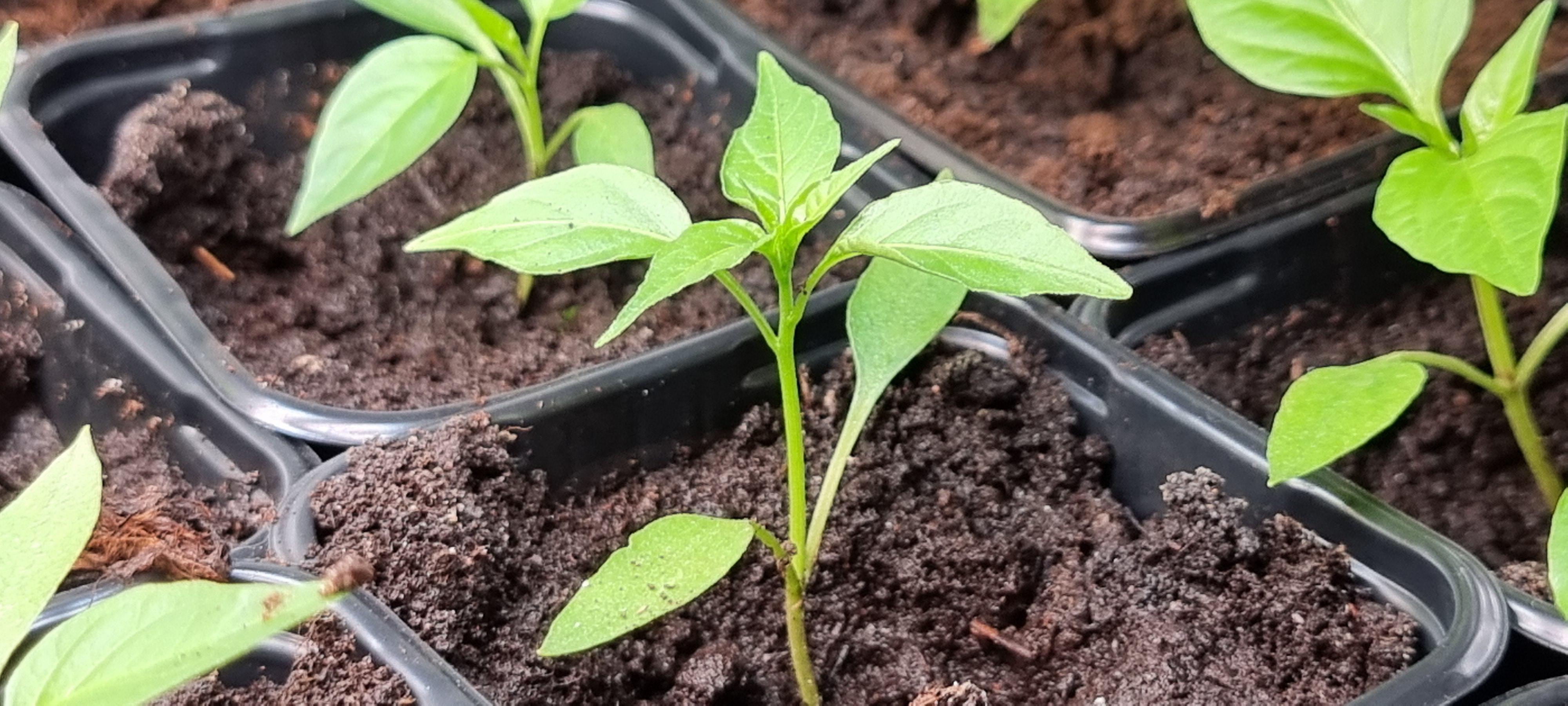 Przesiedlenie papryki