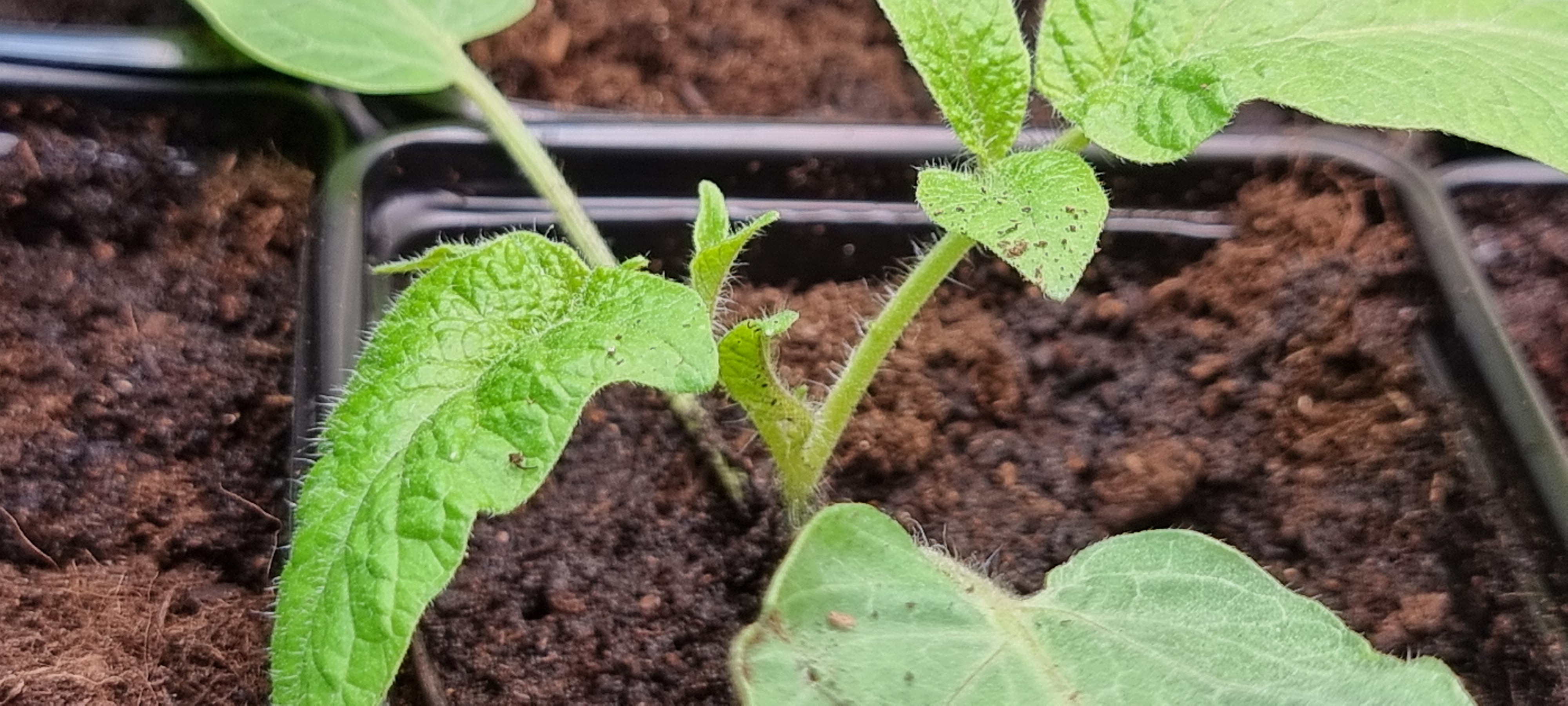 Pikowanie pomidorków