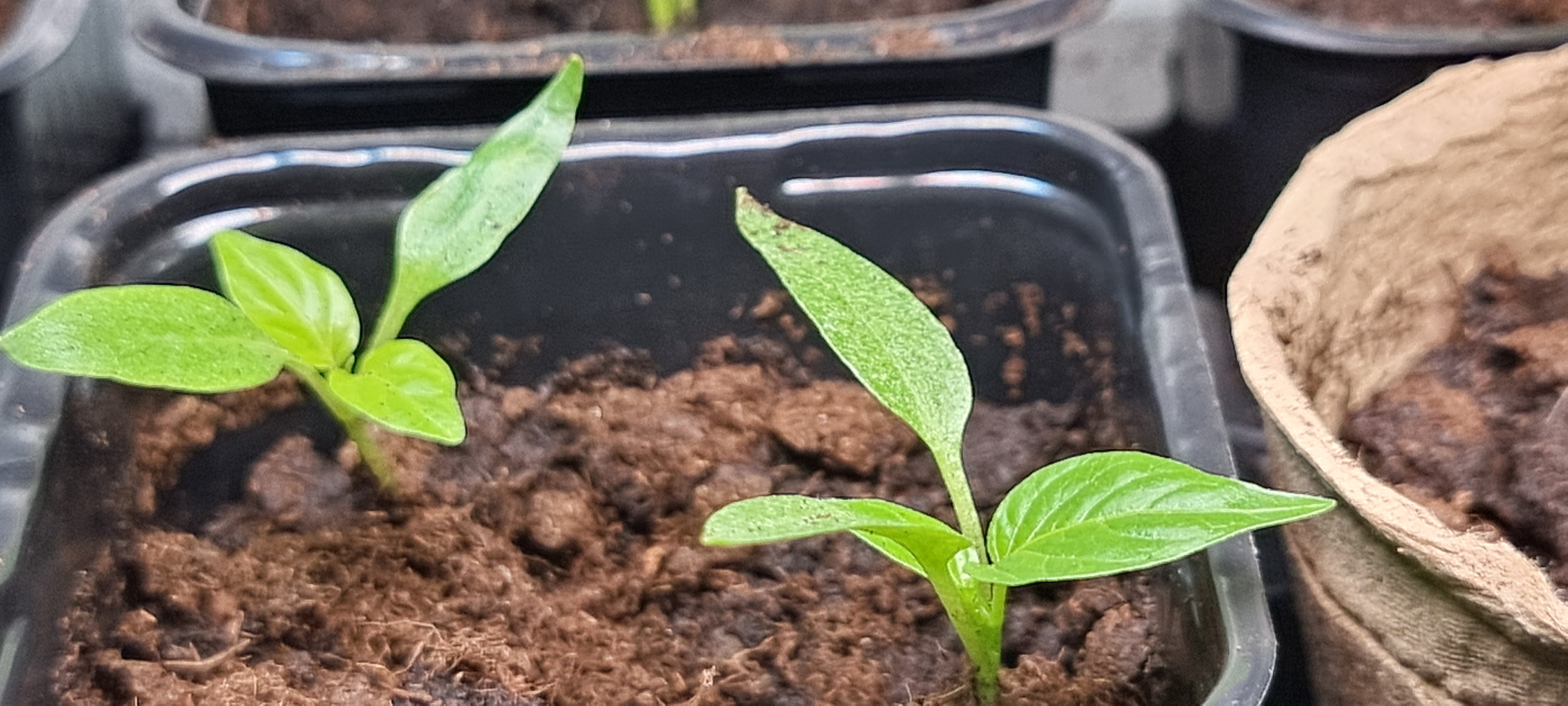 Przesiedlenie papryki