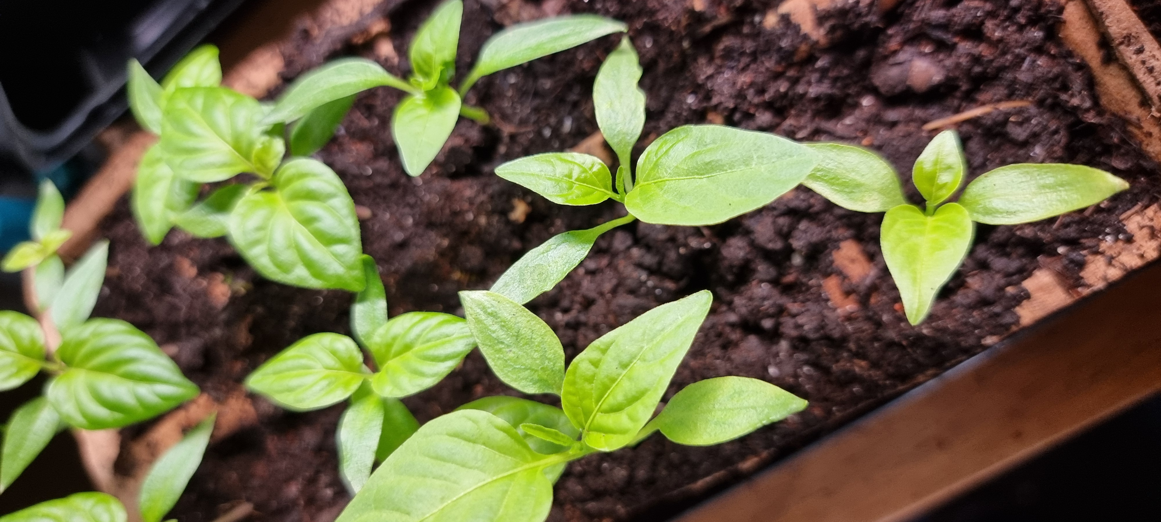 Przesiedlenie papryki