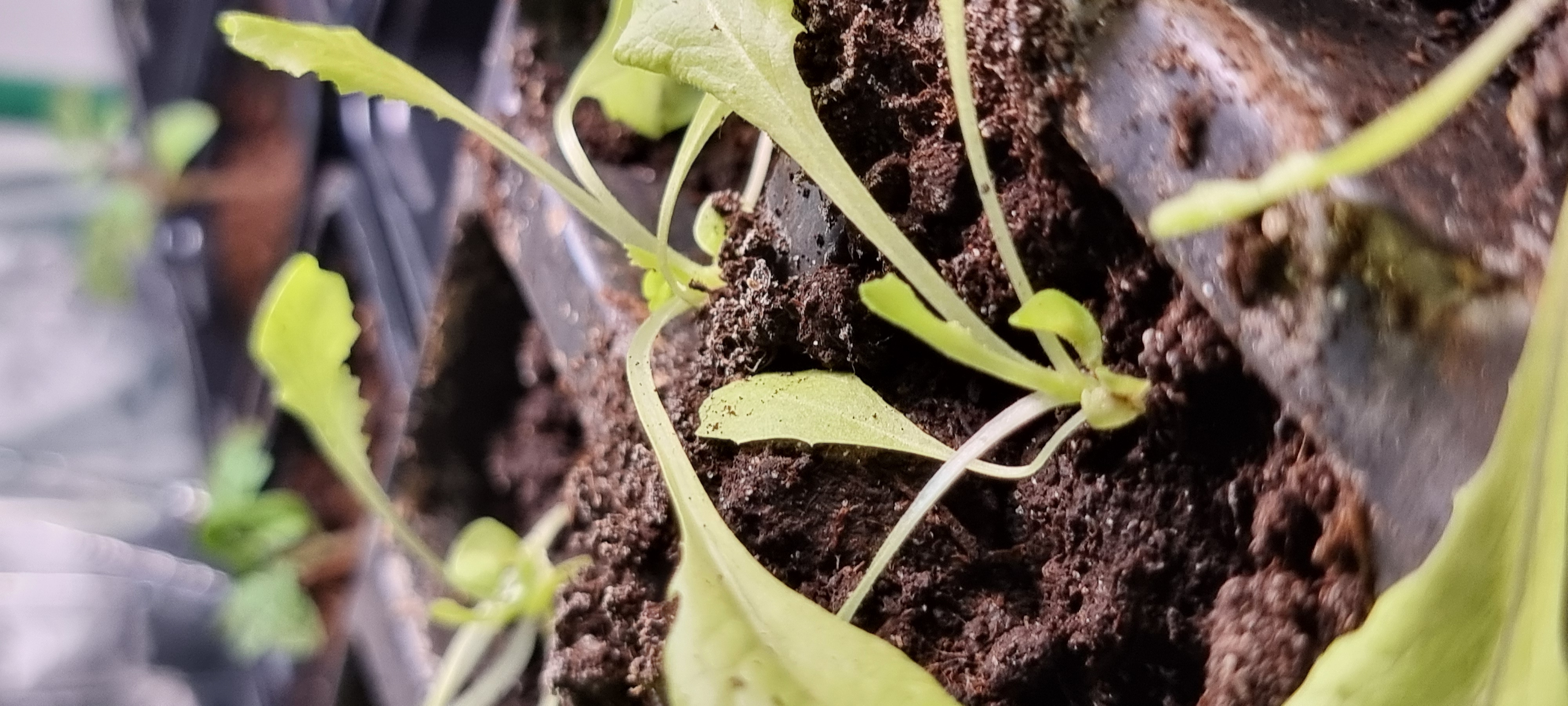 Michalina przeniesiona :)