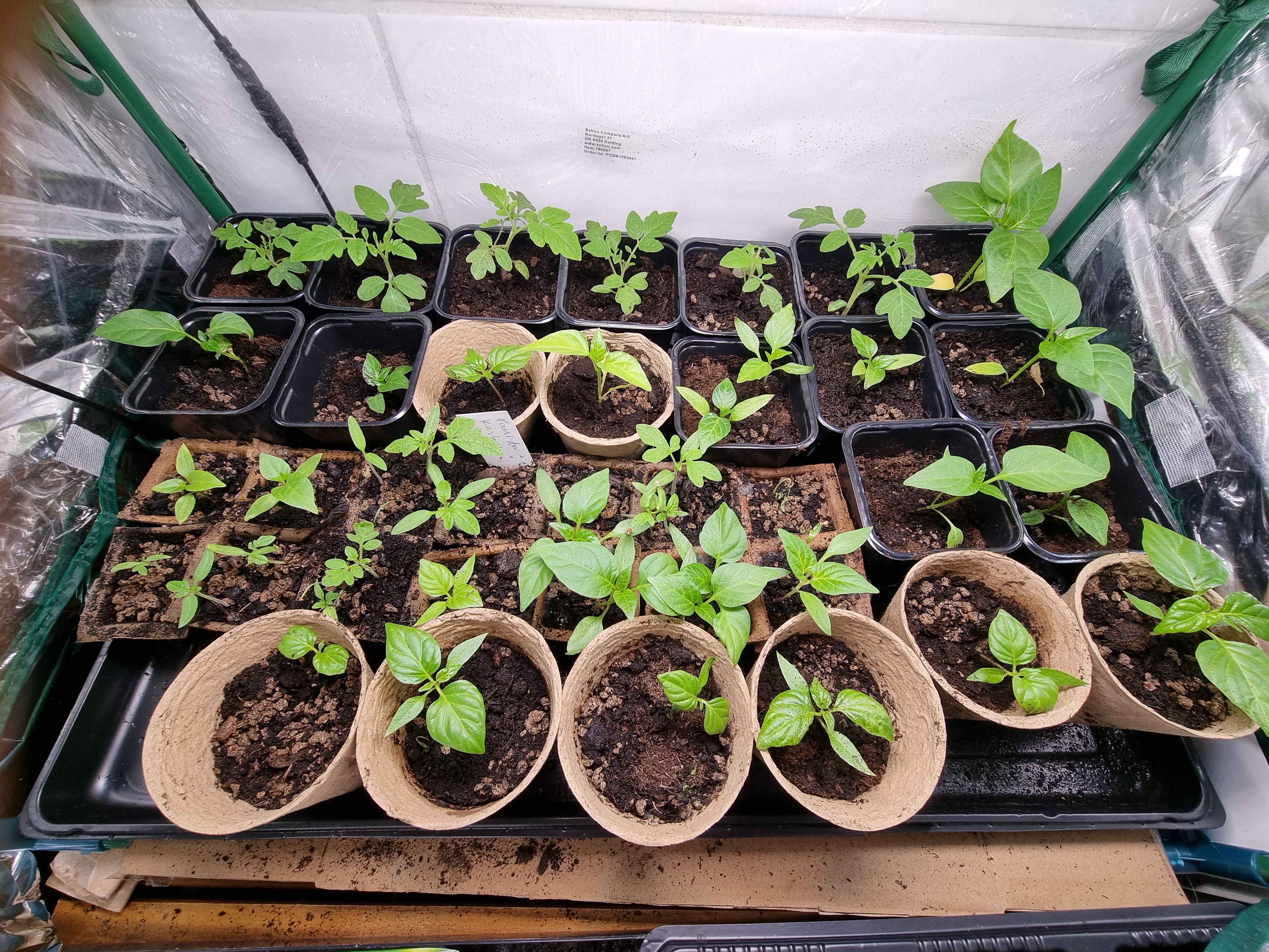 Podlanie od dołu + nawożenie