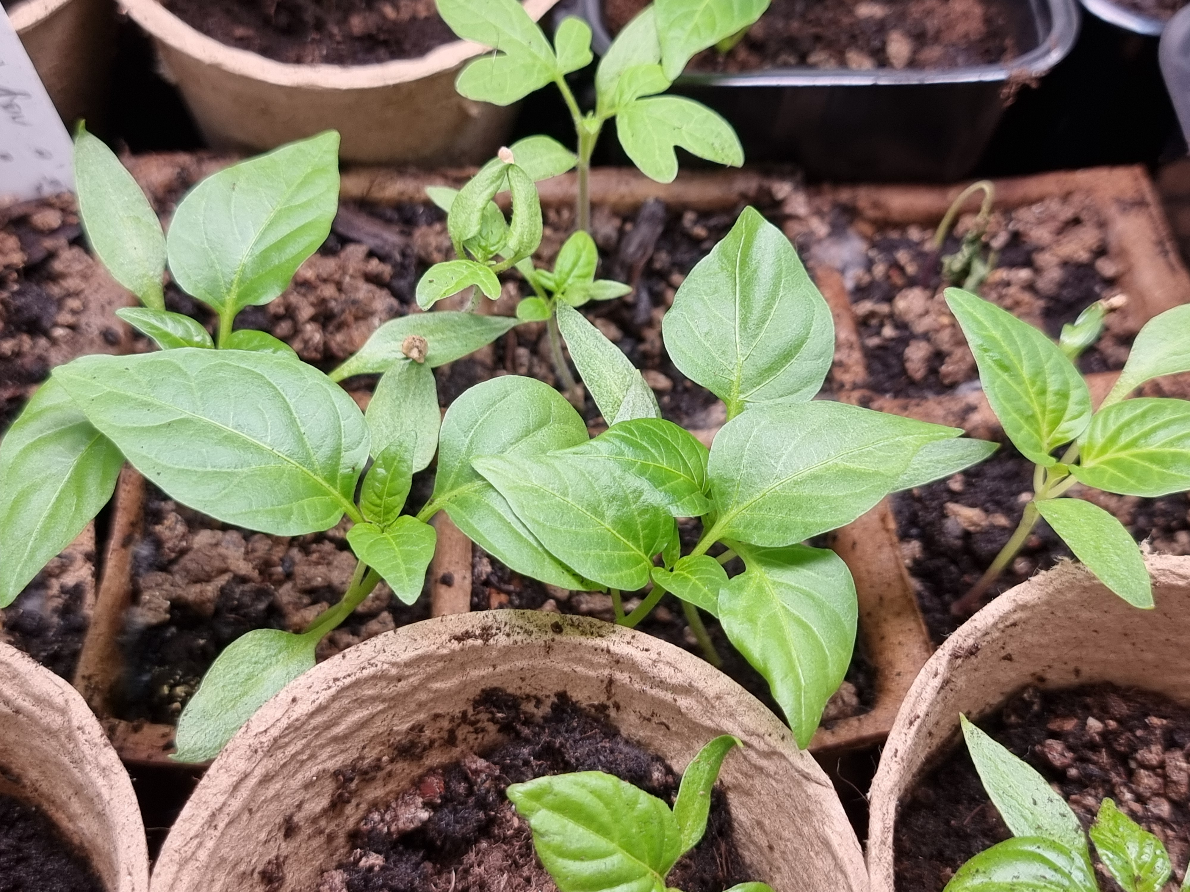 Podlanie od dołu + nawożenie