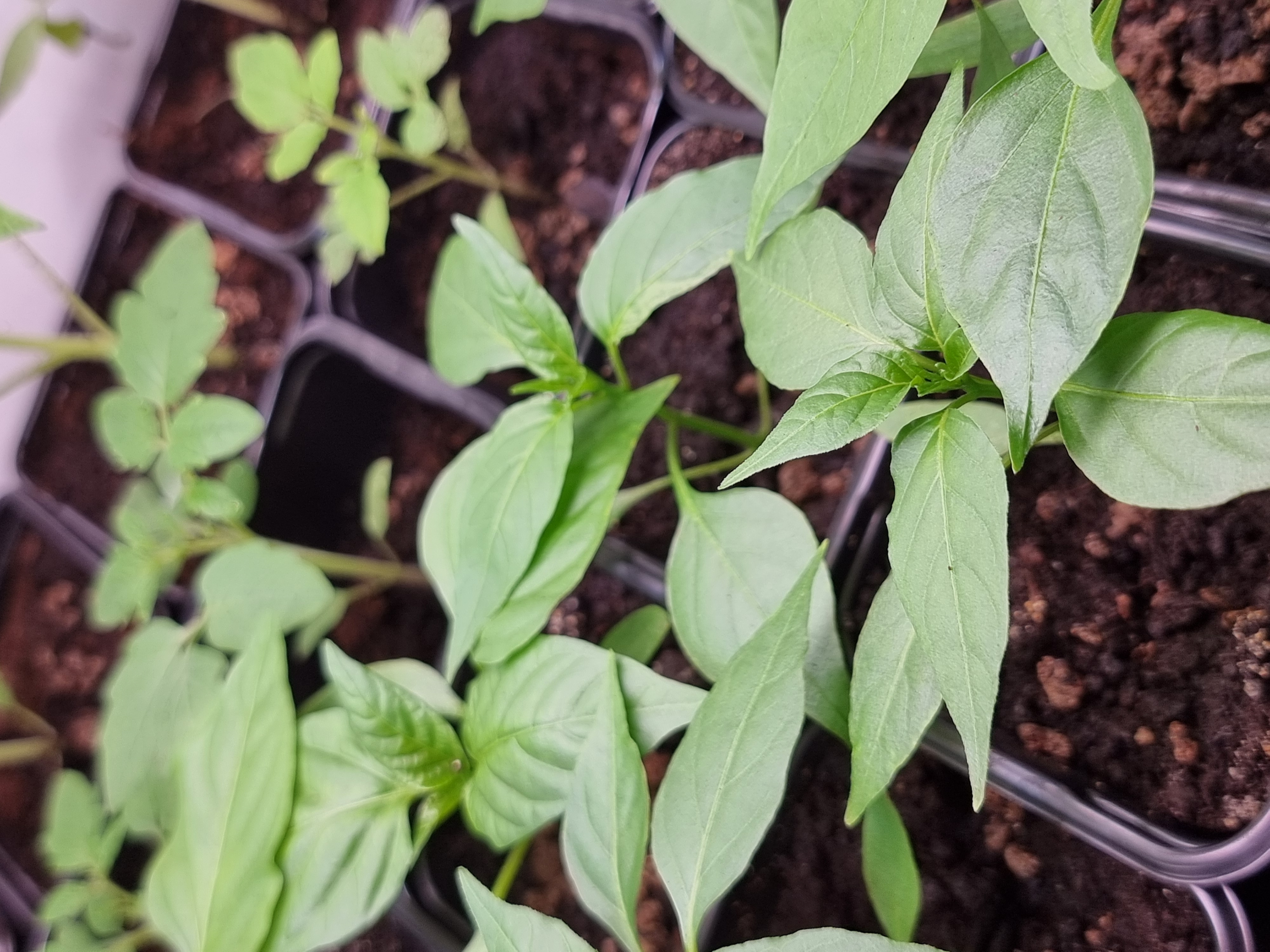 Podlanie od dołu + nawożenie