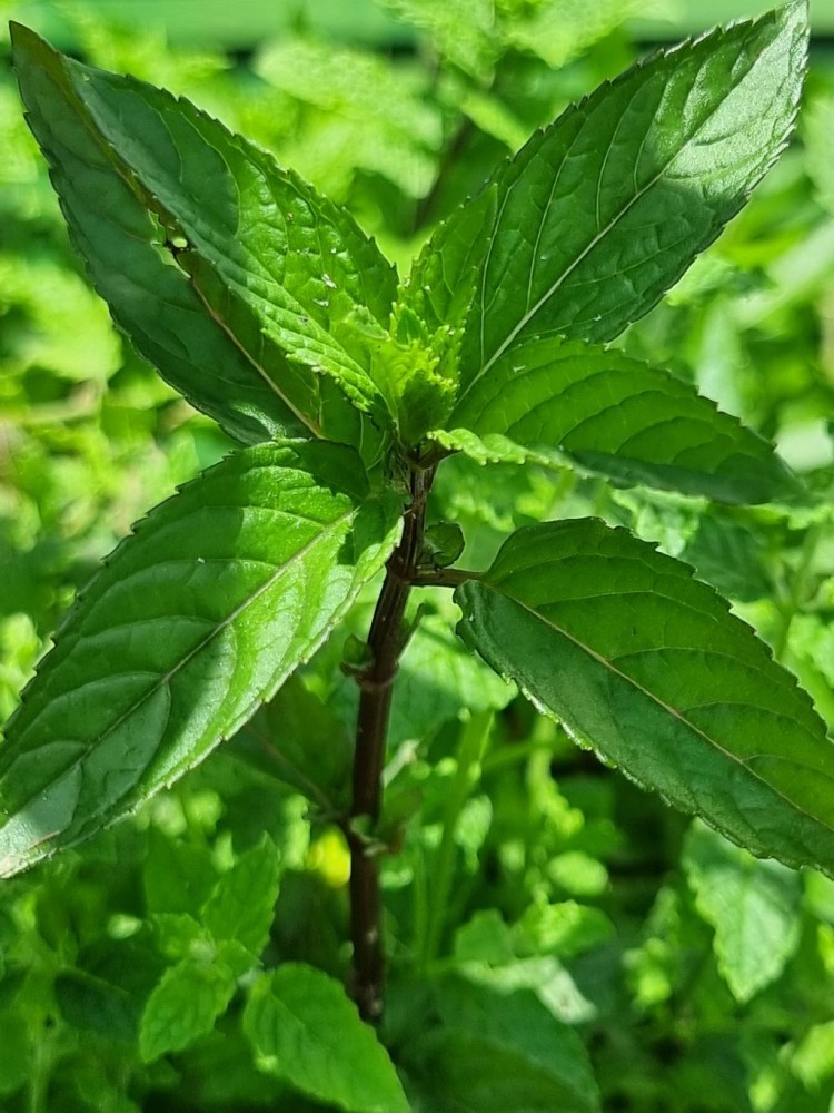 Dzis juz wskakuje do herbaty :)