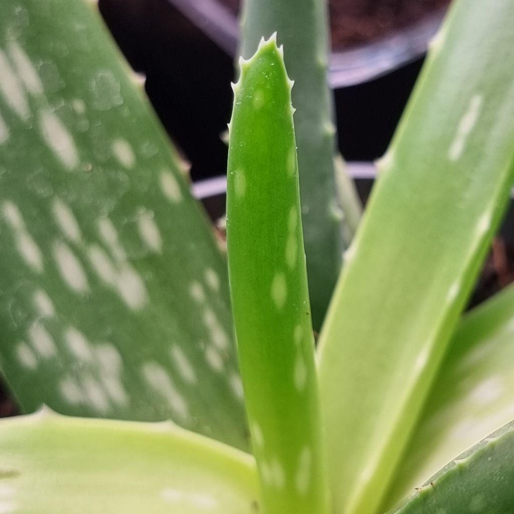 Aloes zwyczajny