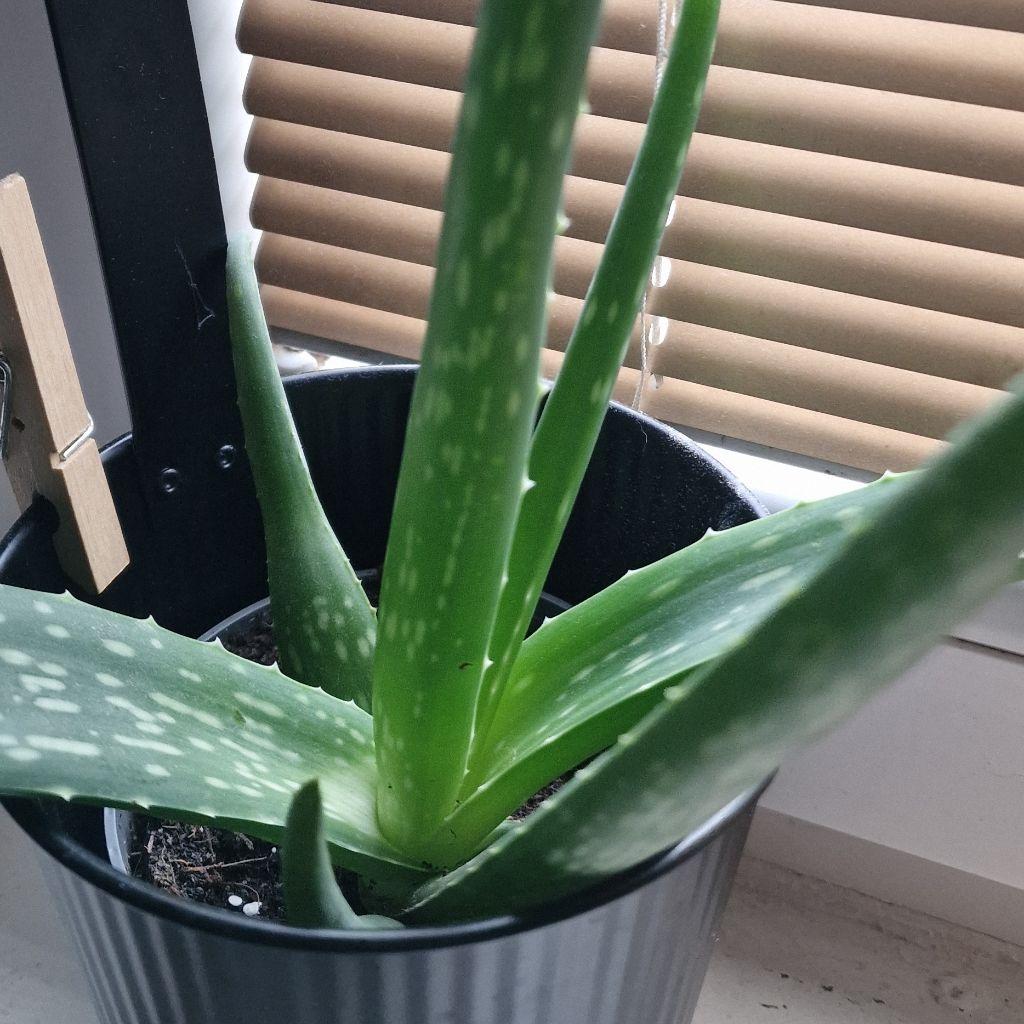 Aloes zwyczajny