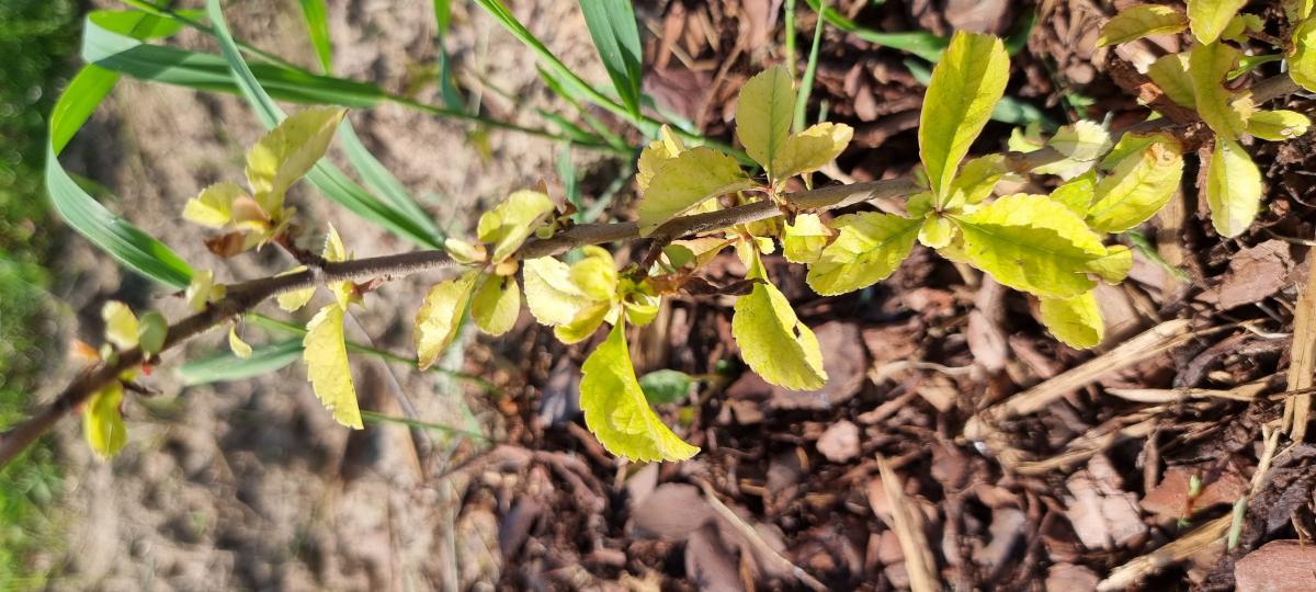 Diagnoza AI: Roślina zdrowa