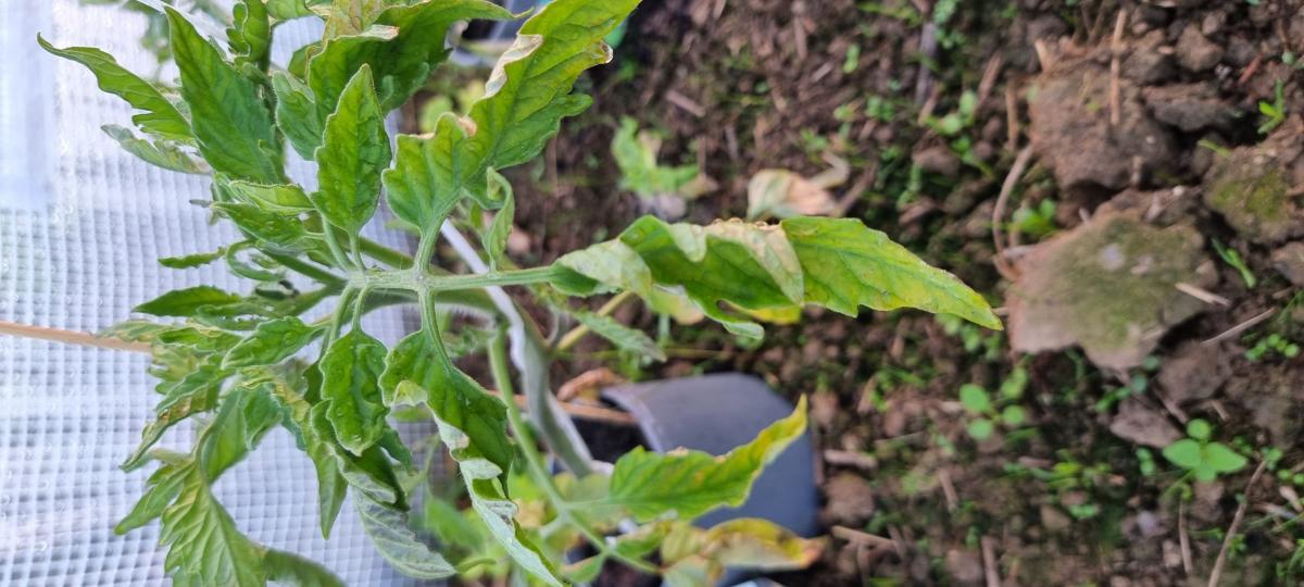 Diagnoza AI: Zarazka ziemniaka (Fytoftora)