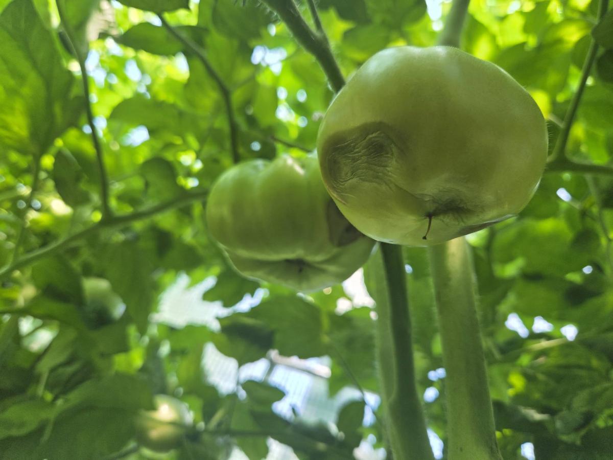 Diagnoza AI: Szara pleśń (Botrytis)
