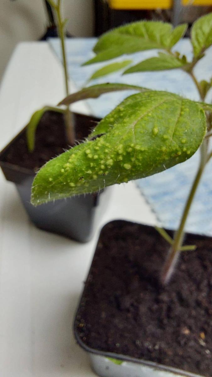 Diagnoza AI: Niedobór składników pokarmowych