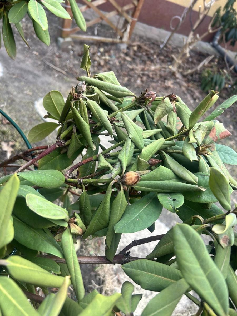 Diagnoza AI: Niedobór składników pokarmowych