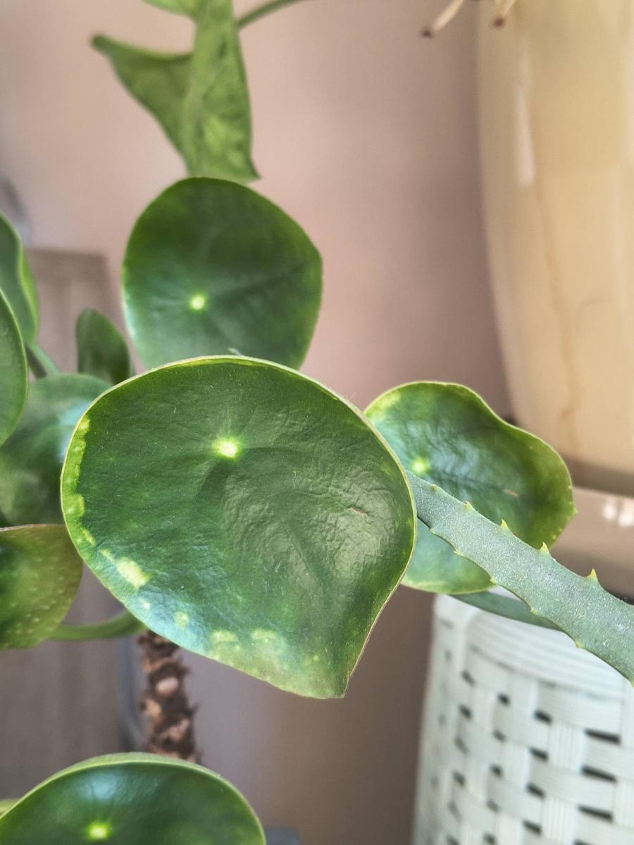 Diagnoza AI: Niedobór pierwiastków