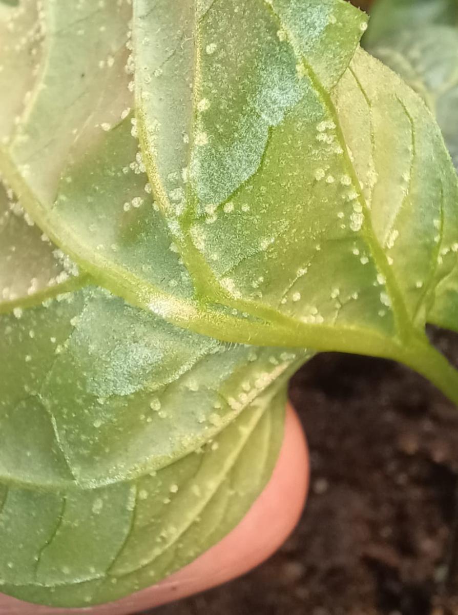 Diagnoza AI: Pajęczak Zwyczajny (Czerwony Pająk)