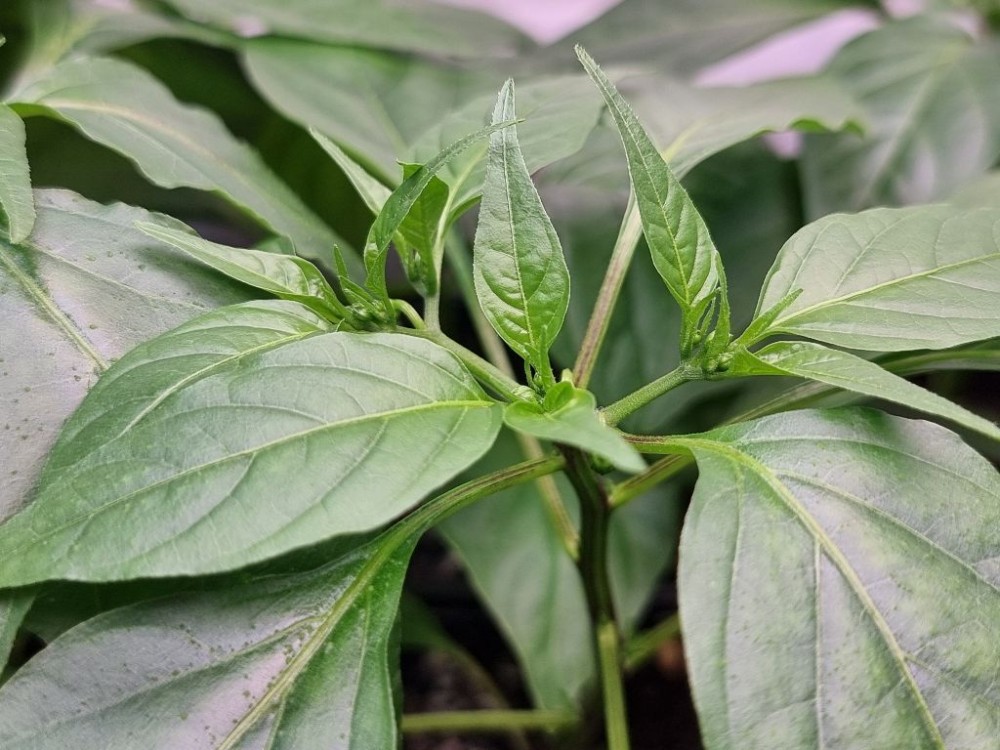 Wiem, za wcześnie ją posadziłem...