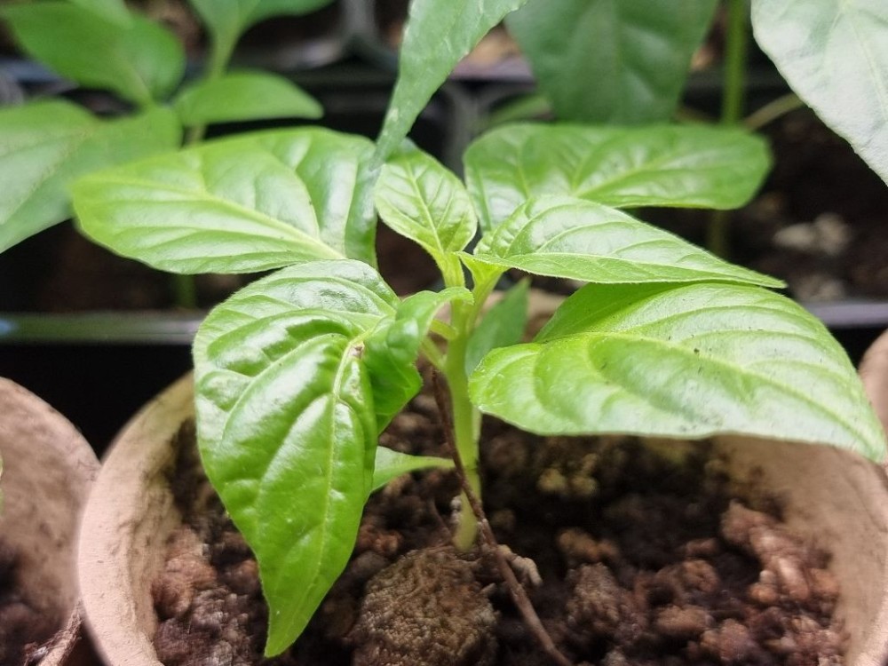 Wiem, za wcześnie ją posadziłem...