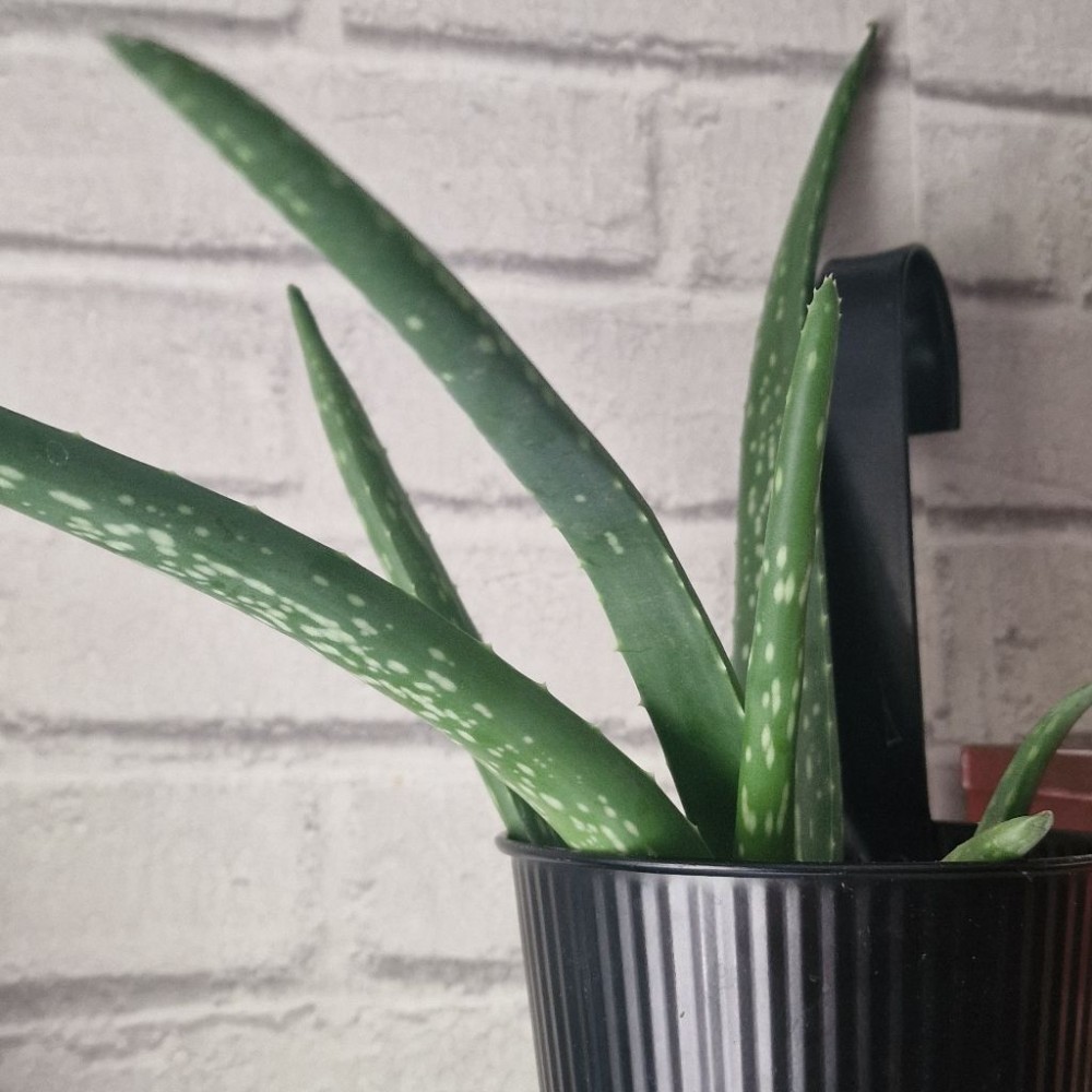Aloes zwyczajny